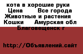 кота в хорошие руки › Цена ­ 0 - Все города Животные и растения » Кошки   . Амурская обл.,Благовещенск г.